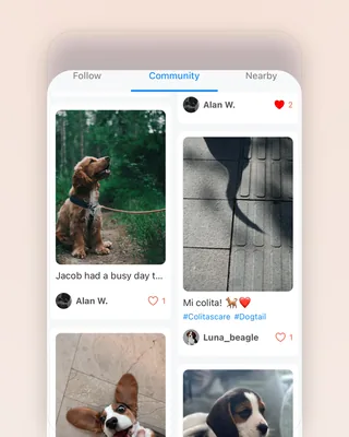 The Discover feed on a phone: Follow / Community / Nearby tabs, then a two-column wall of dog photographs — a spaniel in a forest, a beagle on tiles, a puppy in a basket — each with a username, a heart count and hashtags like #Colitascare #Dogtail